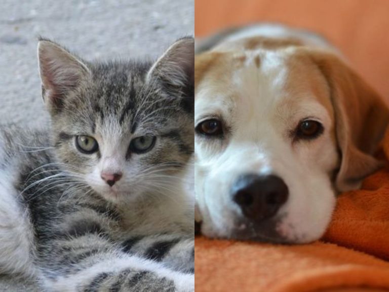 How to Adopt a Pet in Hong Kong